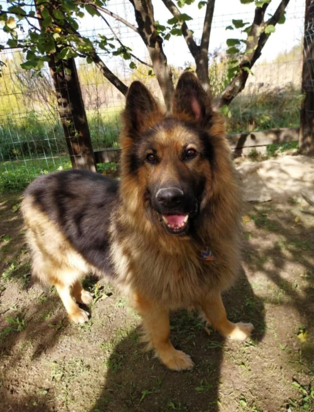 Młody, zadbany owczarek do adopcji