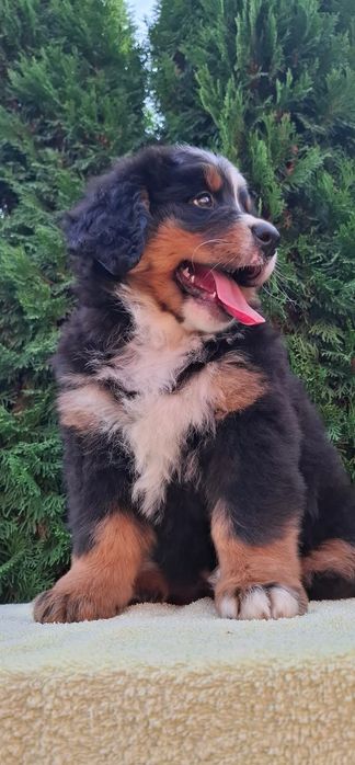 Cachorro Boieiro de Berna (Bouvier Bernois) c/ LOP