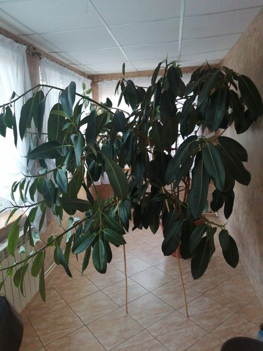 Sprzedam ładny kwiatek doniczkowy.fikus.