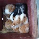 Coelhos Caseiros