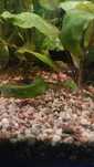 Cryptocoryne pontederiifolia