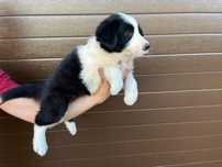Suczka Border Collie