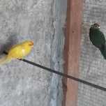 Vendo estas aves todas anilhadas