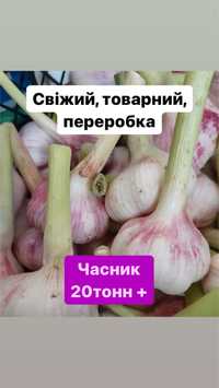 Продам часник Україна