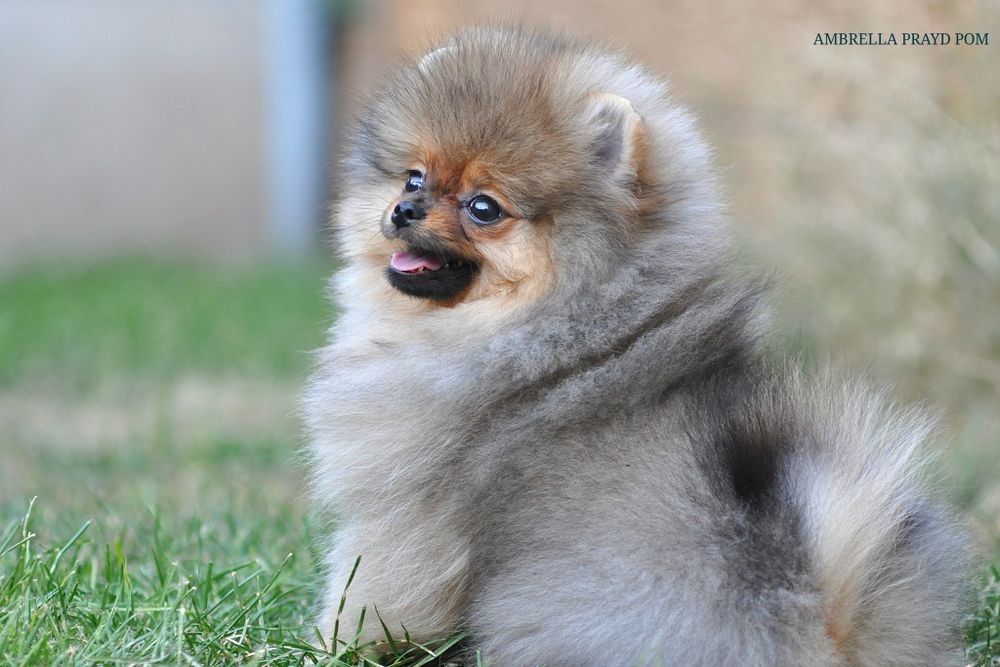 Дівчина Ambrella з брід - перспективою