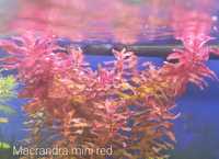 Rotala macrandra mini red