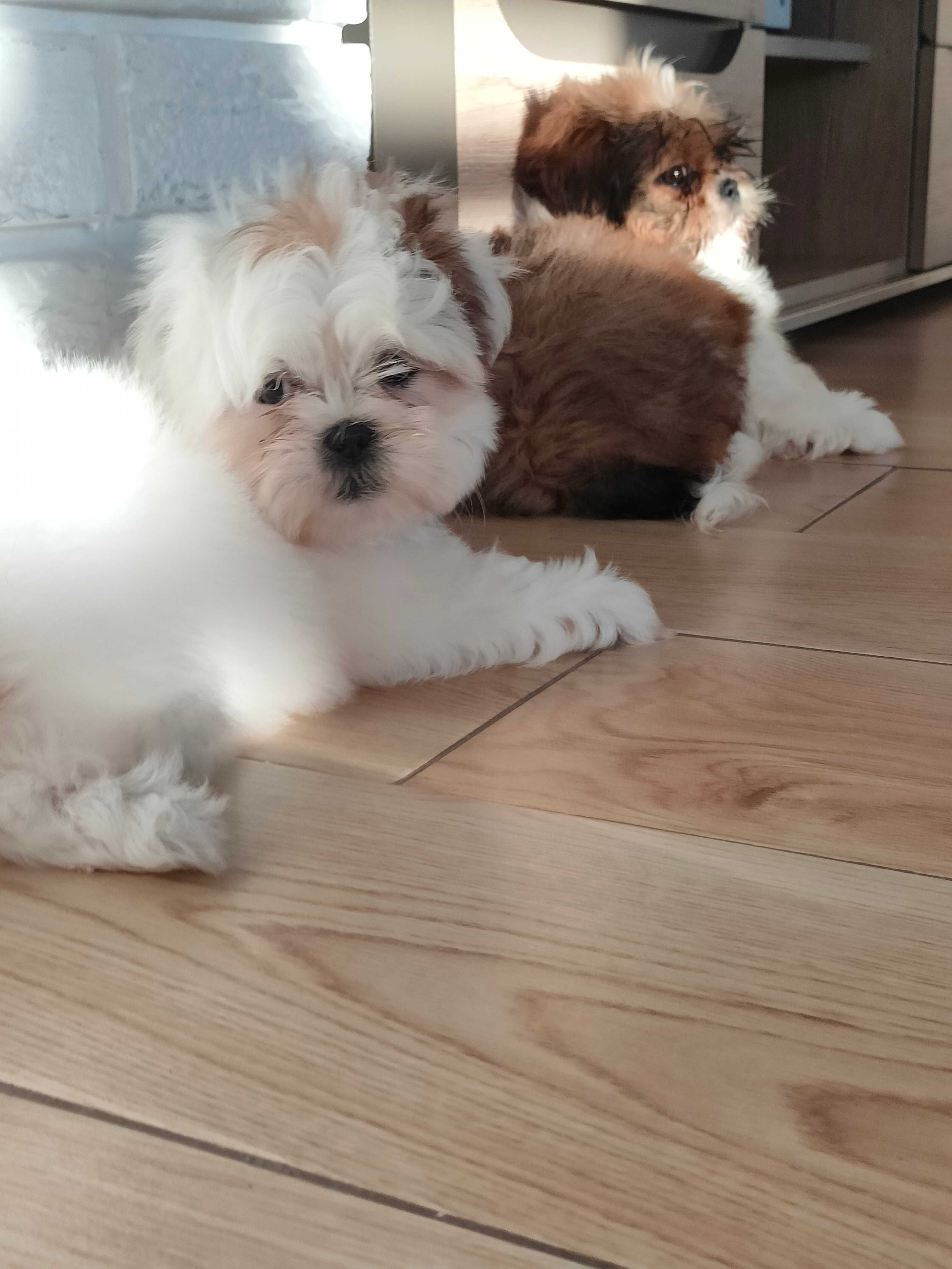 Śliczny shih tzu szuka kochającego domu