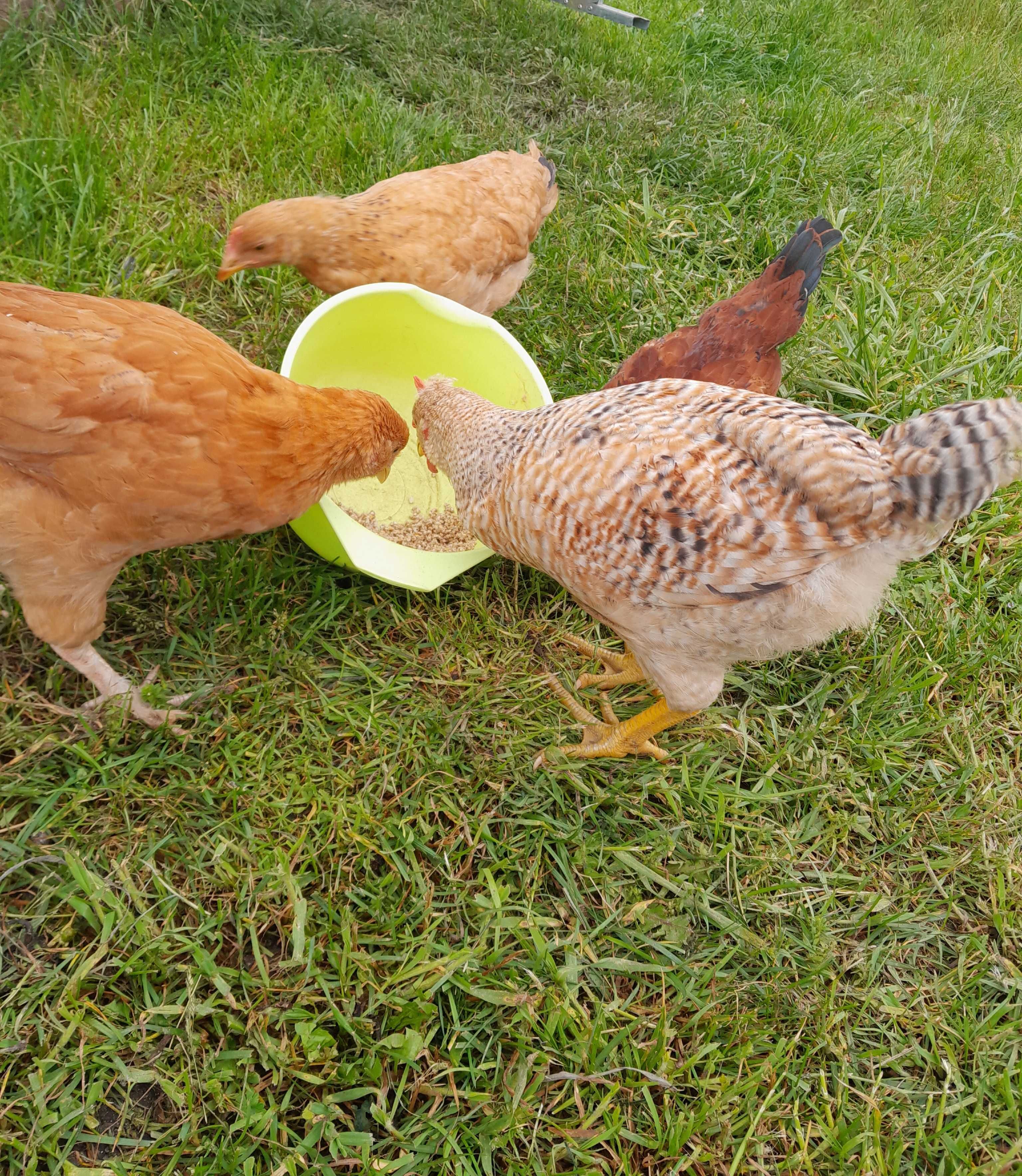 Kogucik greenshell i liliput