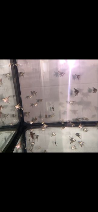 Vendo peixes juvenis de escalares azuis.