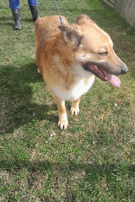 Mary sunia do adopcji