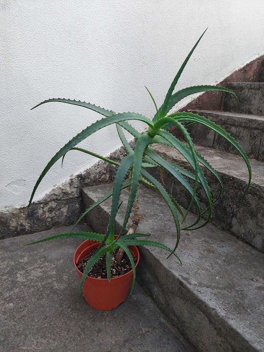 Aloe arborescens
