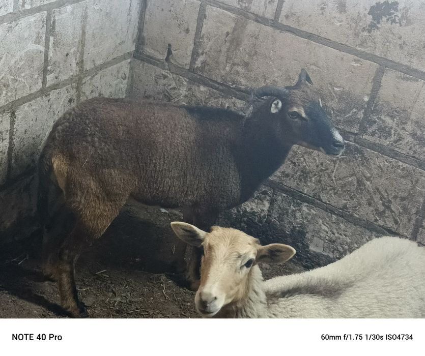Owca muflon 1,5 roku
