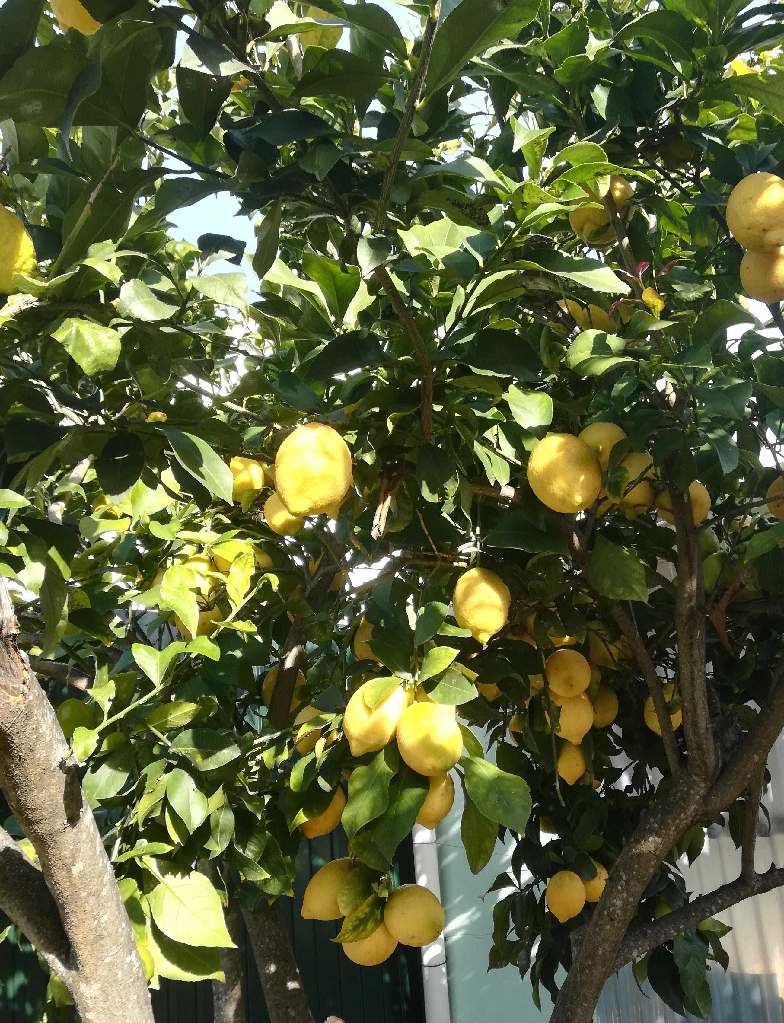 Vende se Fruta (romã / laranjas / tangerinas / clementina)