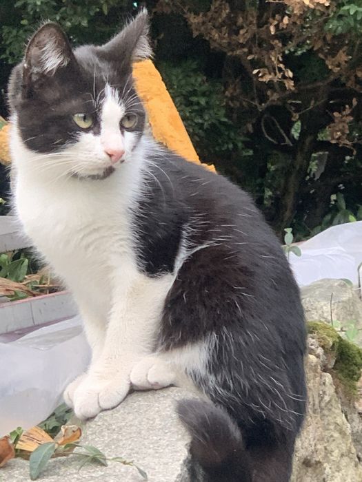 Котик  6 місяці віддам в добрі руки(безкоштовно) Привезу