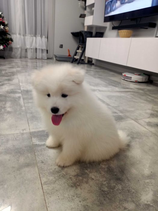 Samoyed  szczeniak -  suczka