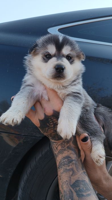 Маленька красуня