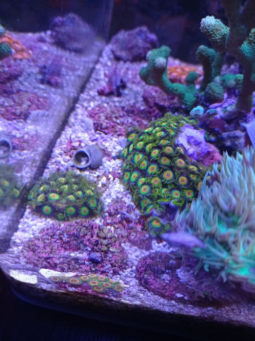 Zoanthus rasta, zoa, akwarium morskie, akwarystyka.