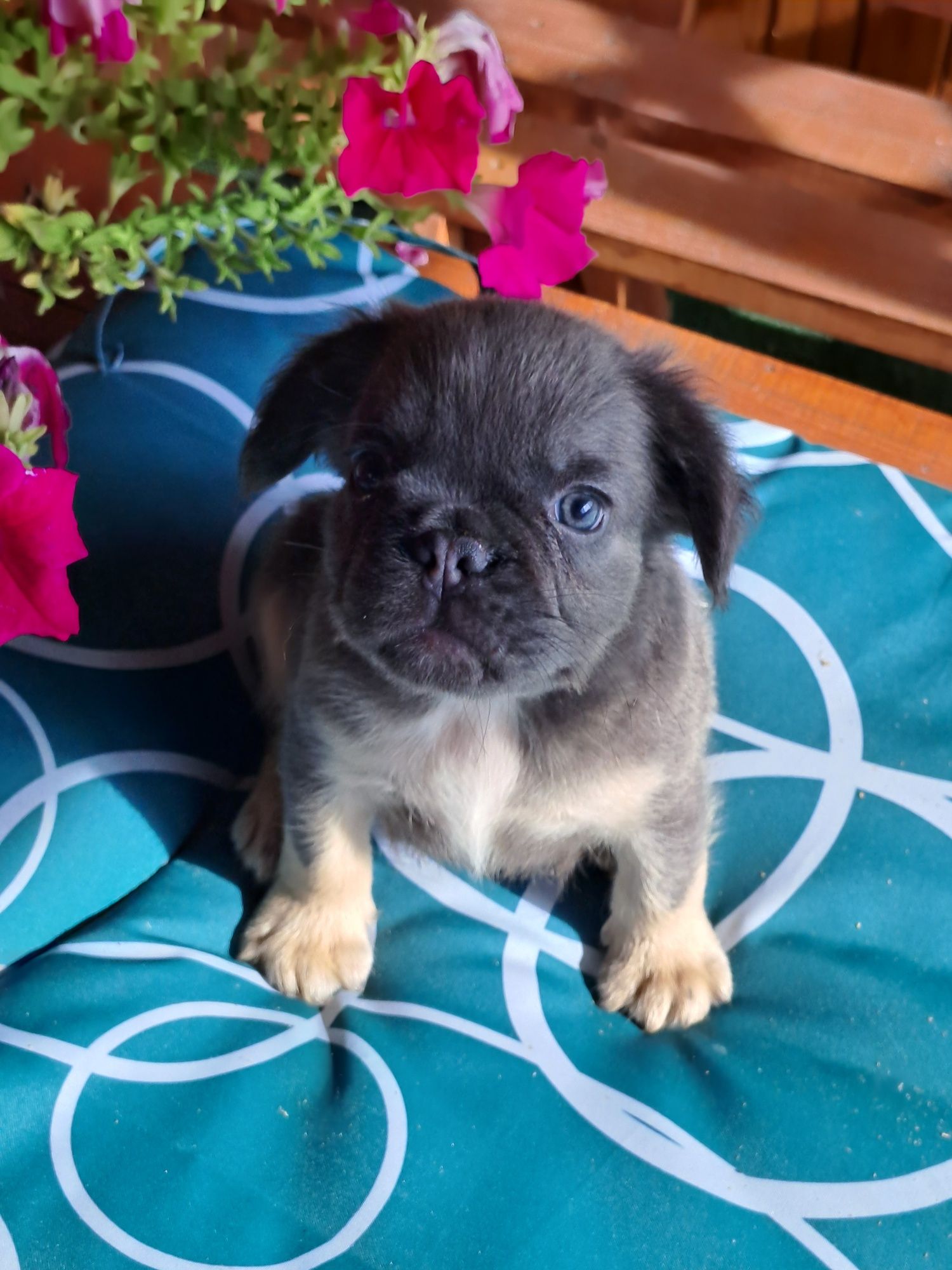 Szczeniak buldog francuski piesek