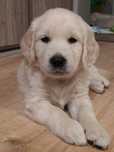 Golden Retriever Szczeniak Wrocław