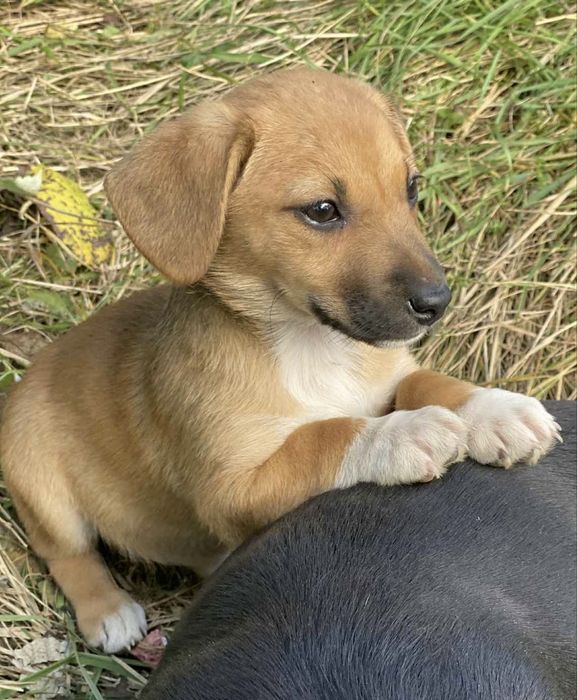 Прилаштовується у добрі ручки !