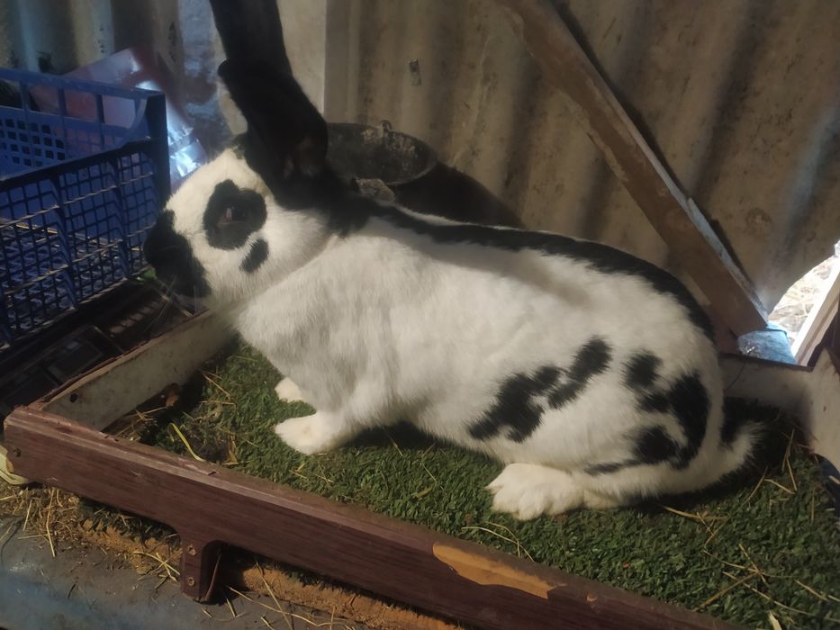 Кролики німецький строкач і бельгійці шиншилові і білі,