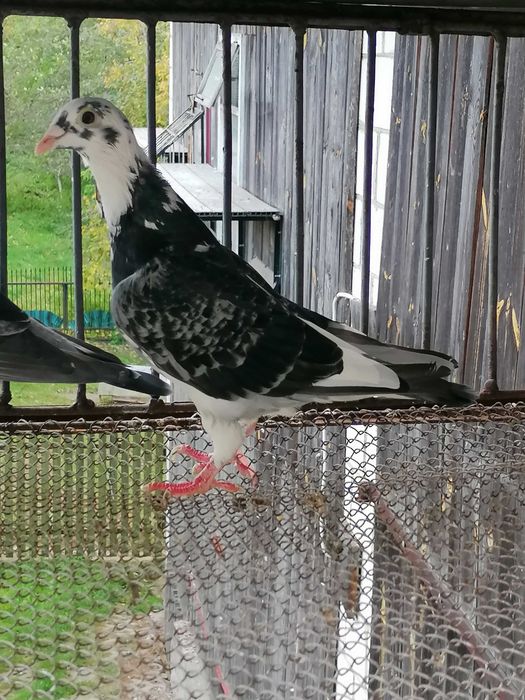 samiczka rozpłodowa 2020 r, po org. T. Rumińskiego gołębie pocztowe