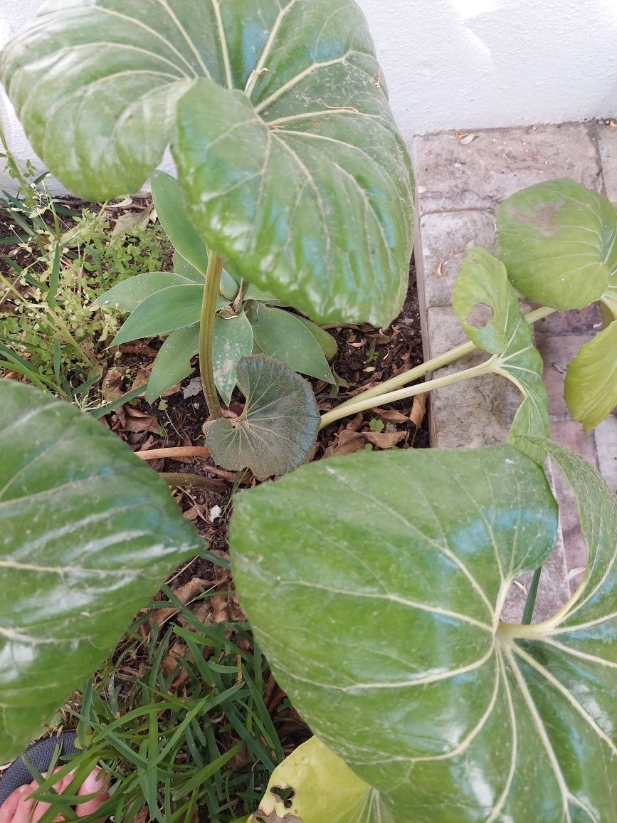 Planta Farfugium japonica(Patas de Cavalo)