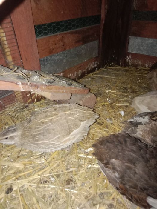 Przepiórki samiczki mix faraon mandżurskie japońskie