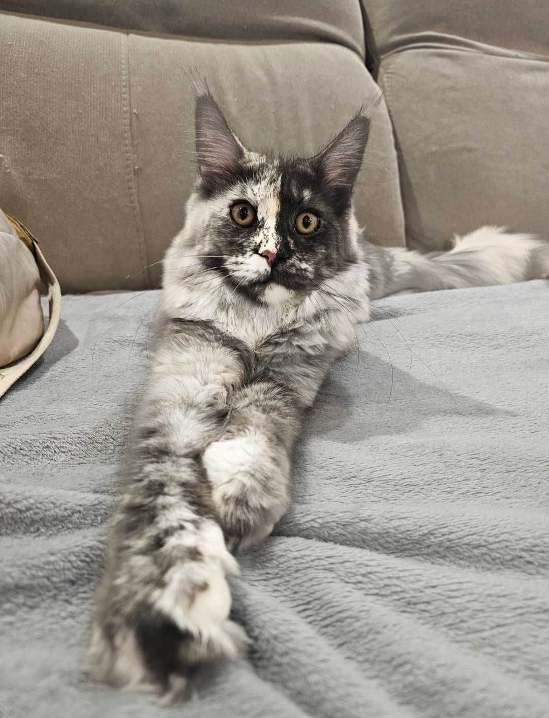 Maine coon rudy srebrzysty
