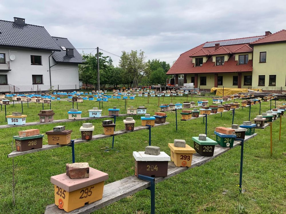 Matki pszczele 2024 - dostępne od ręki - GP Sowa.