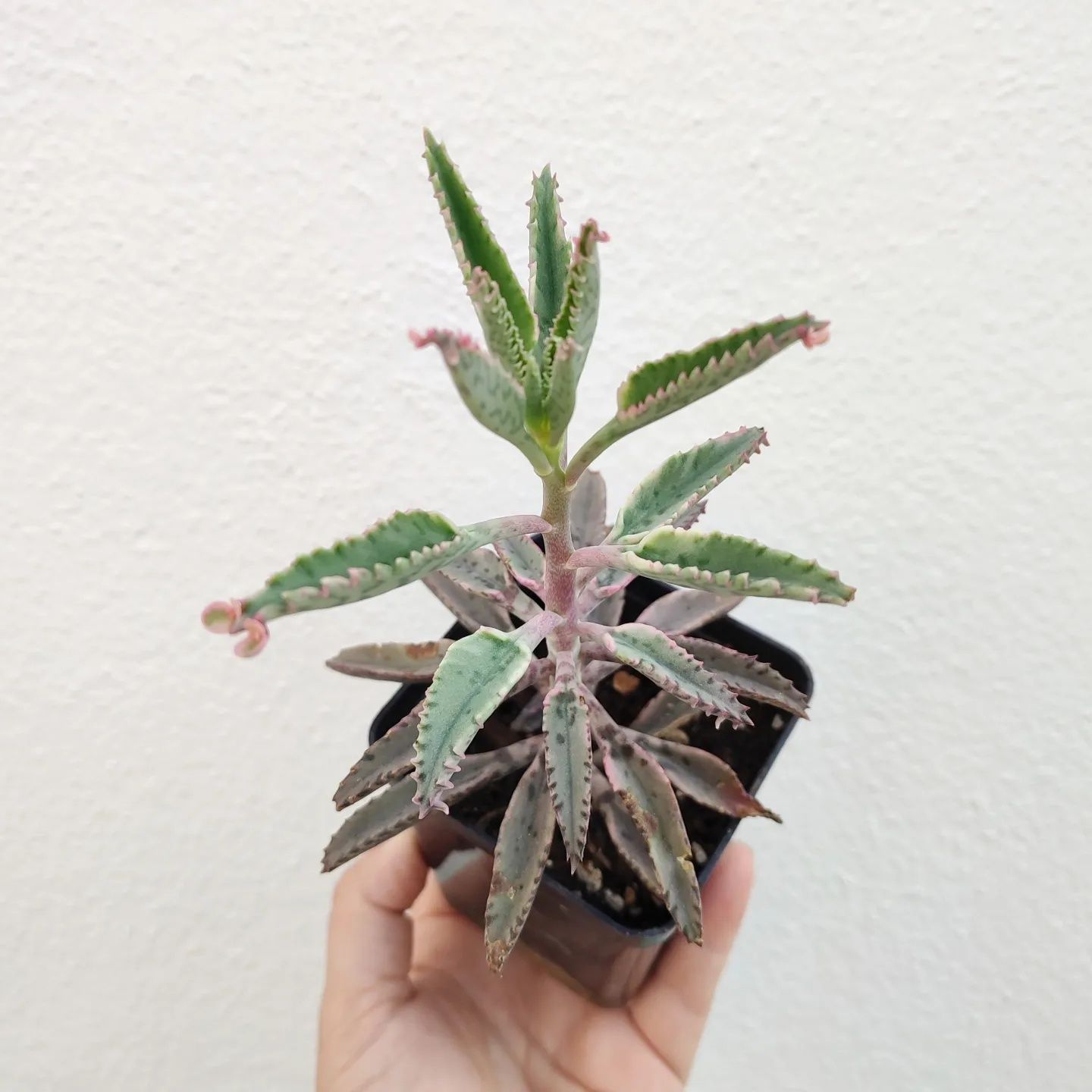 Kalanchoe Pink Butterfly
3€ cada