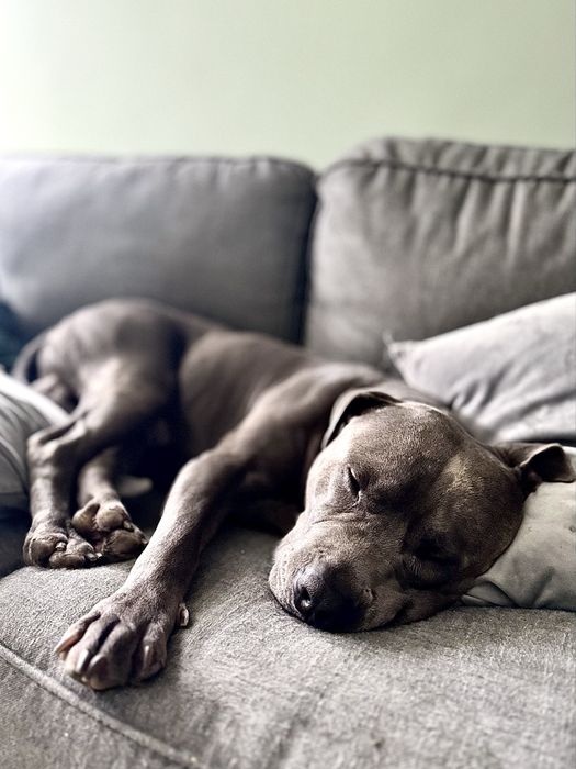 Oddam 4-letniego psa rasy American Staffordshire Terrier