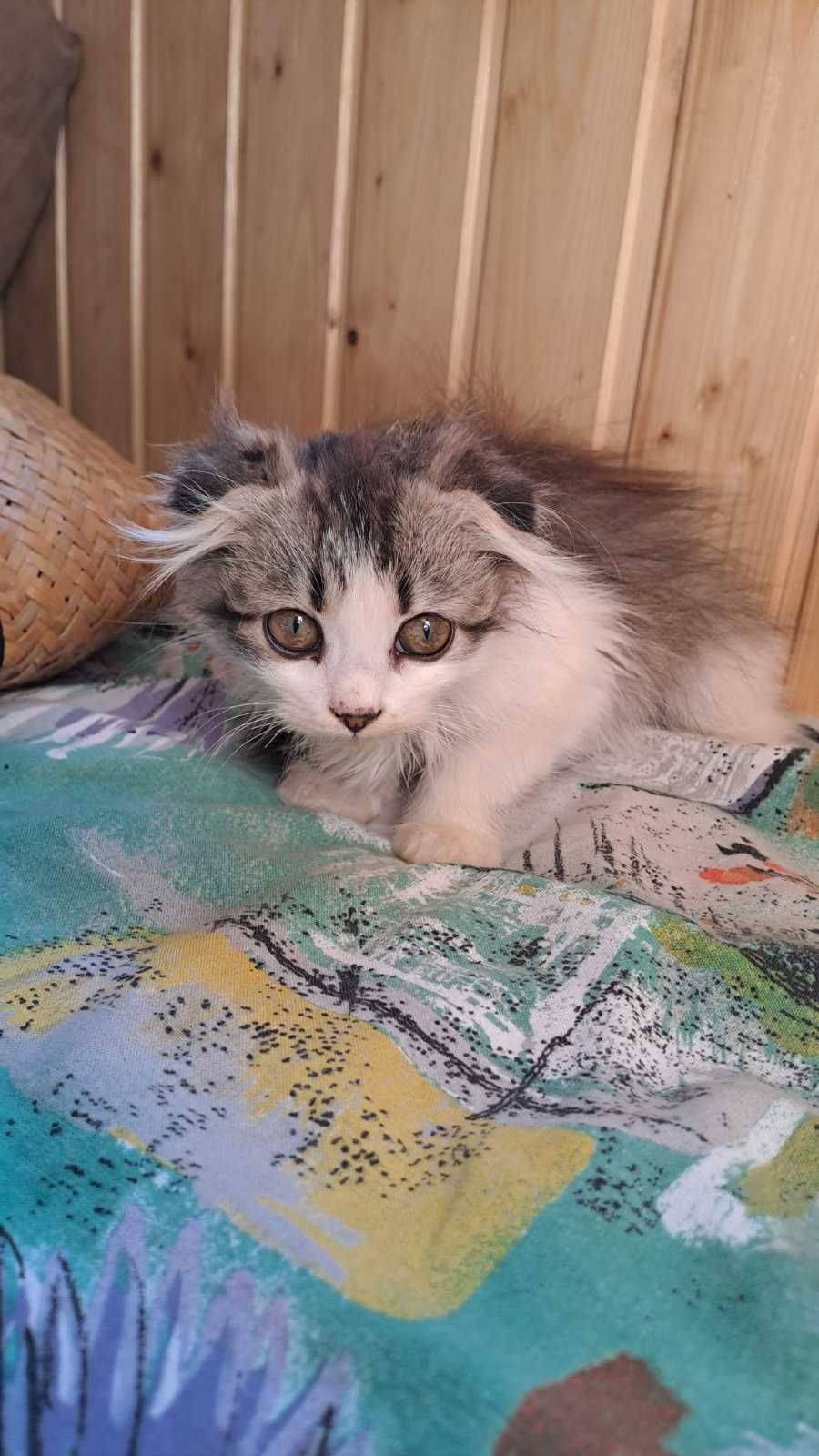 Продамо Кошенят!