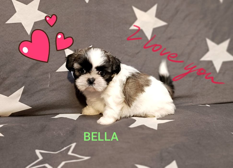 Shih Tzu suczka z rodowodem. Odbiór od 18.10.25
