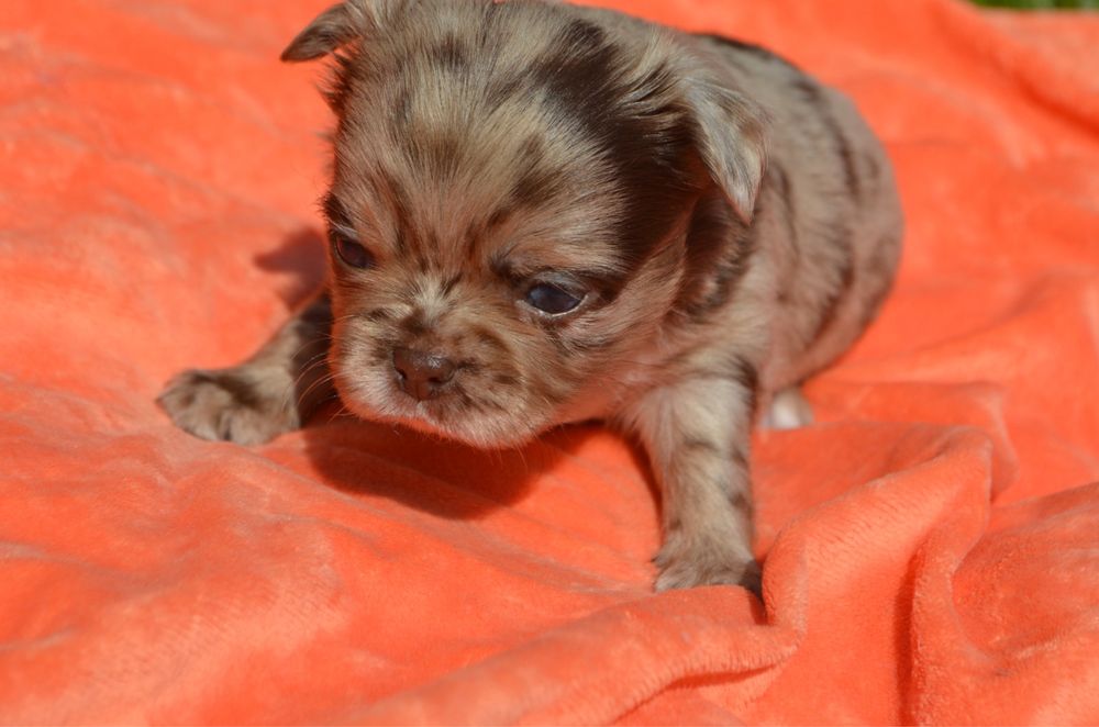 Chihuahua macho pelo comprido