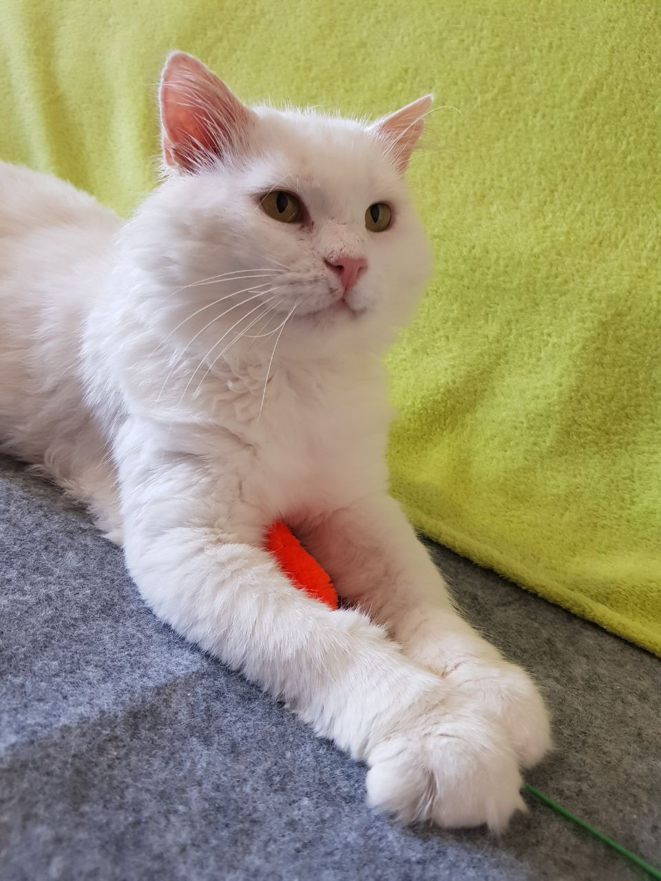 Шикарный котик бесплатно