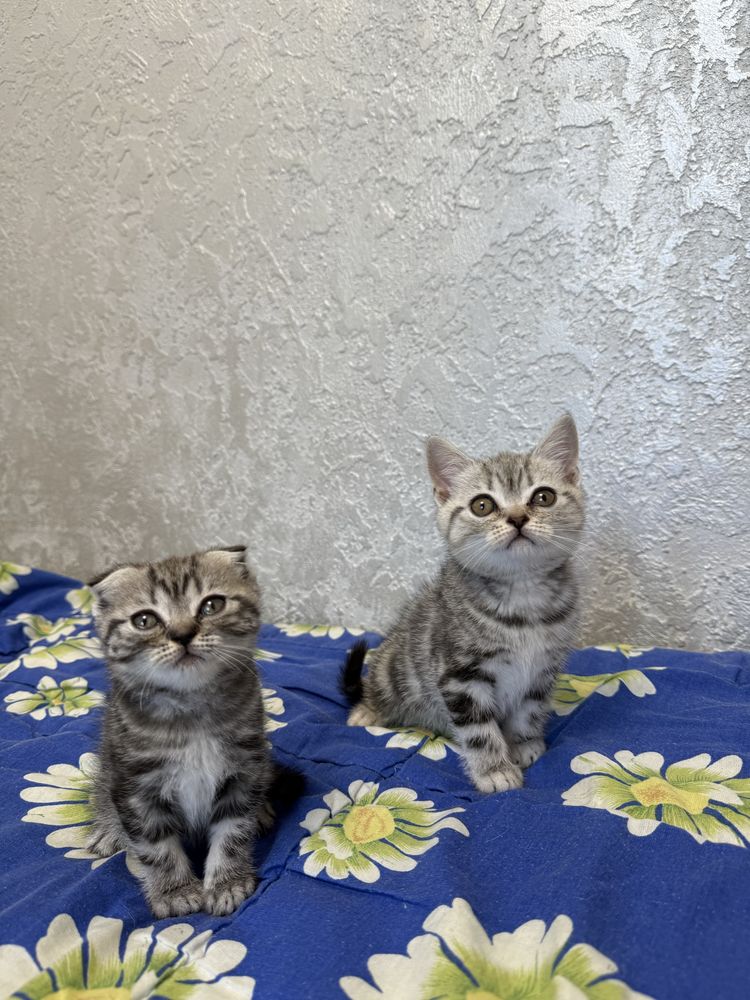 Шотландские мраморные котята девочка