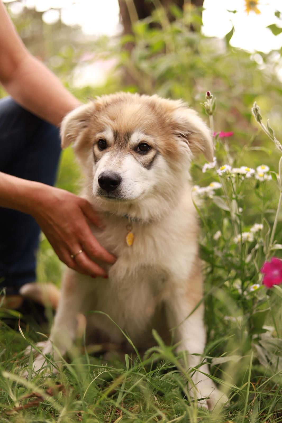 Urocza, biała suczka w typie rasy poleca się do adopcji