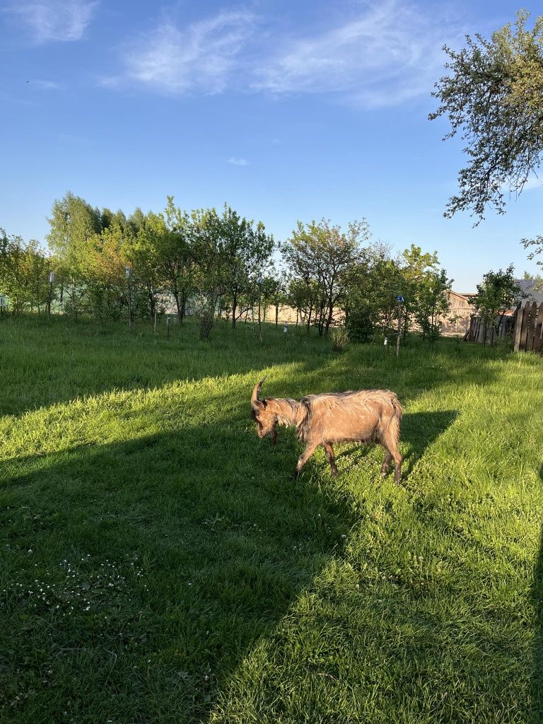 Kozy sprzedam młode i starsze