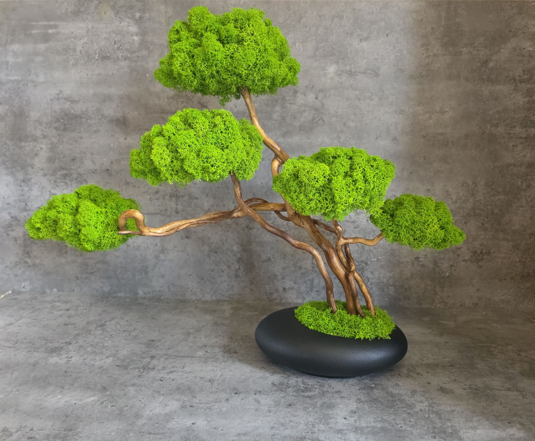 Drzewko Bonsai. Mech Chrobotek. Prezent. Dekoracje wnętrz.