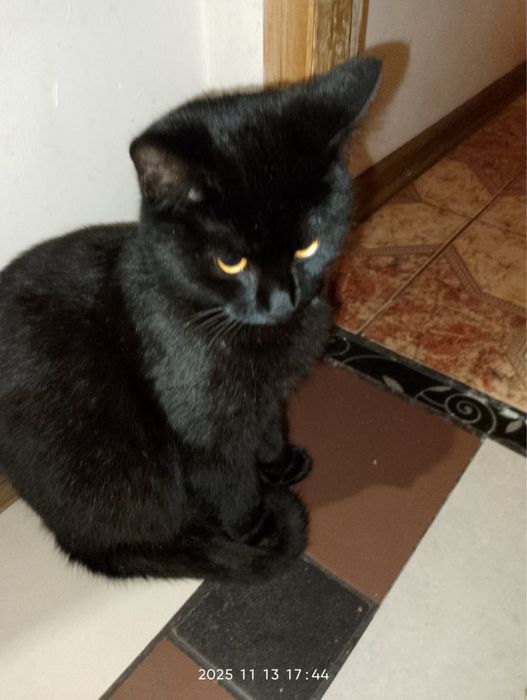 Отдам в хорошие руки кота, подарю пушистого друга