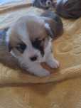 Piesek Welsh Corgi Pembroke FCI ZKwP