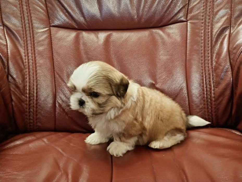 Shih tzu piesek z rodowodem
