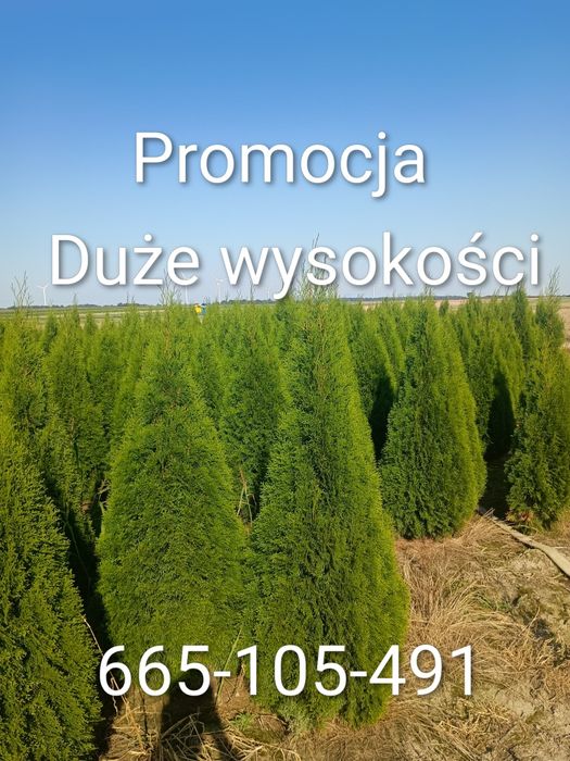 Tuja szmaragd prosto ze szkółki,46-115 Bukowie
