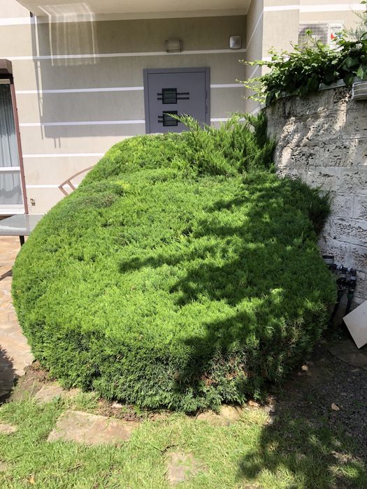 Садівник Петрович