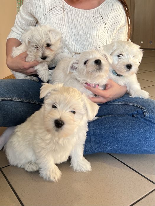 Suczka West Highland White Terrier gotowa na zmiane domu