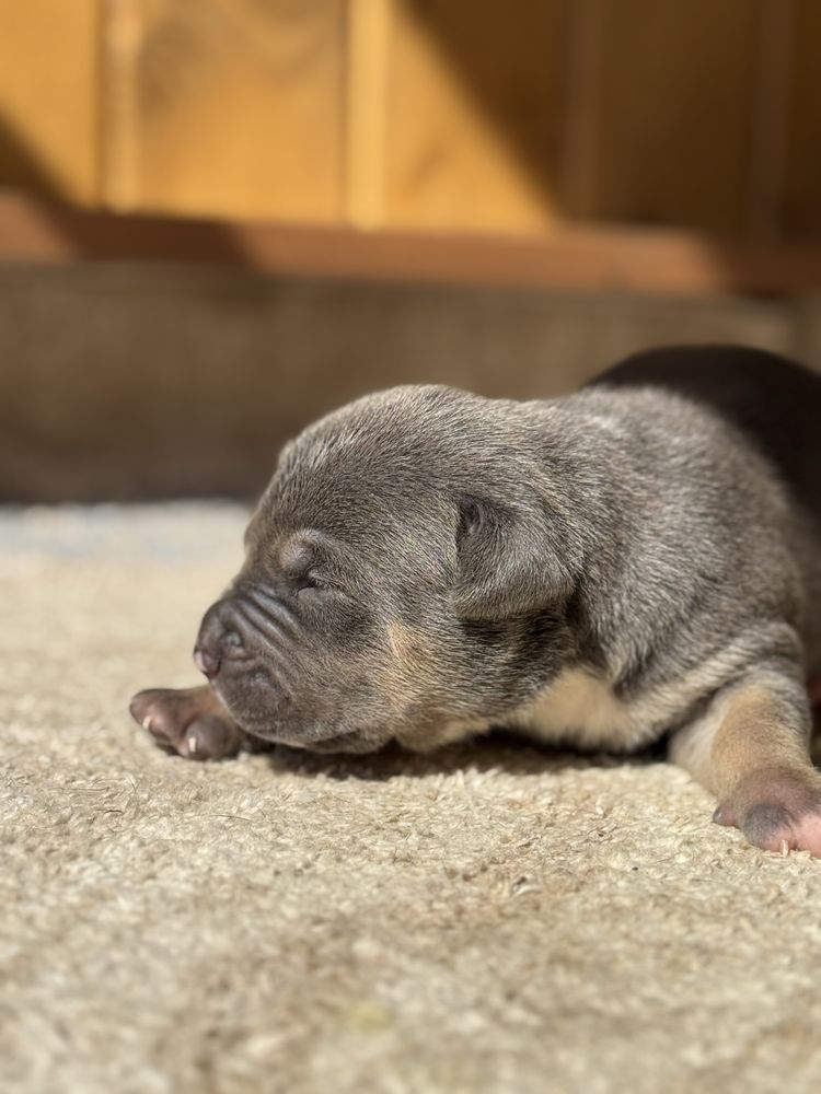 American Bully XL Tri blue ABKC
