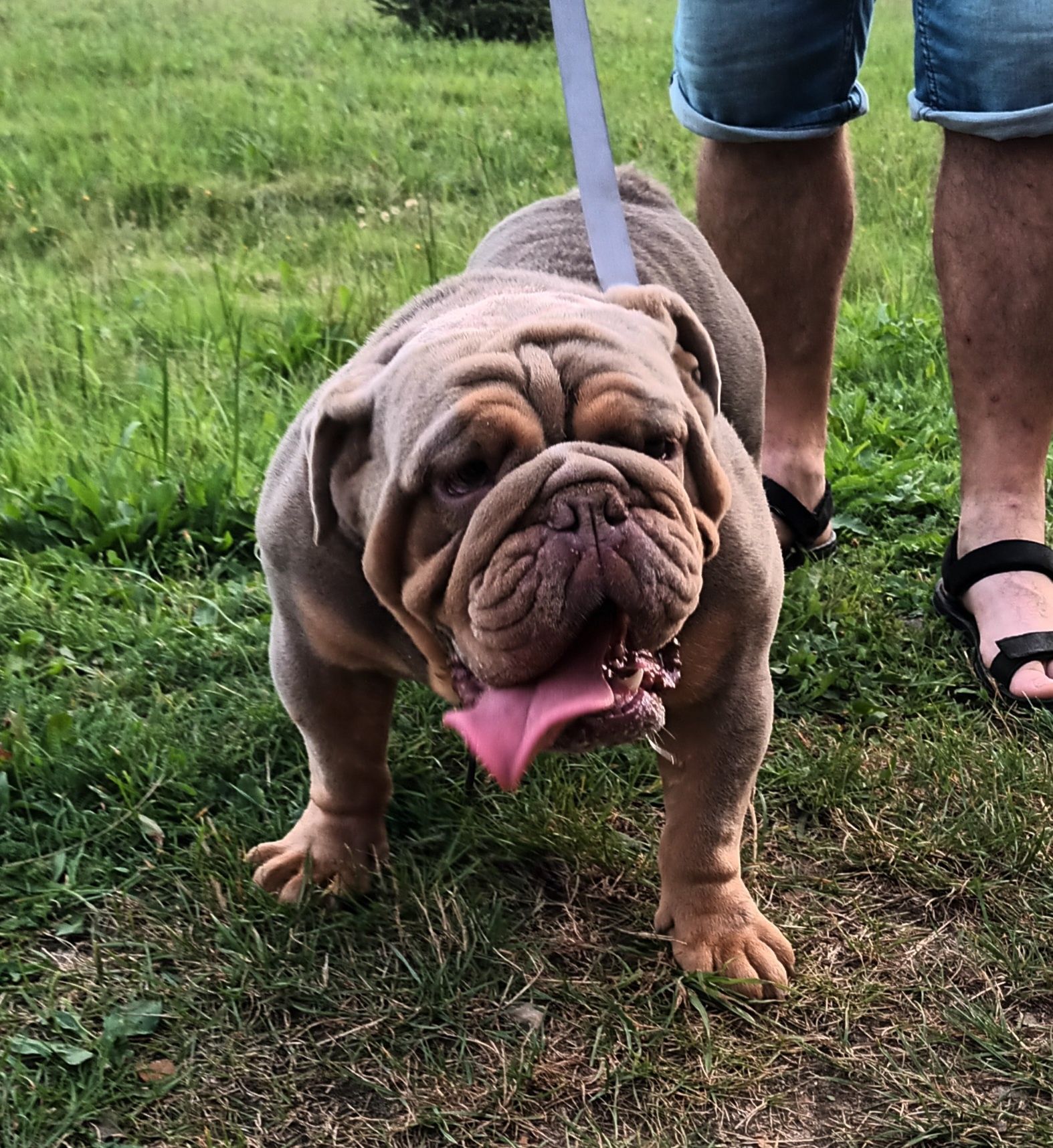 Buldog Angielski sliczny boy