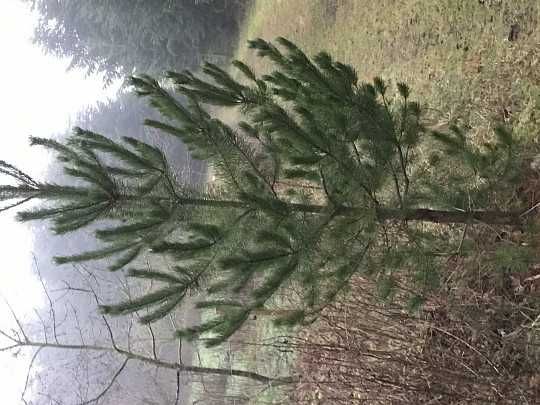 Sadzonki Sosny 50 - 150/200 cm Modrzew wysyłka Sadzonka świerk jodła