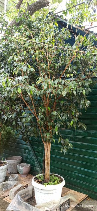 Очень большие фикусы бенджамена и шефлеры для больших помещений